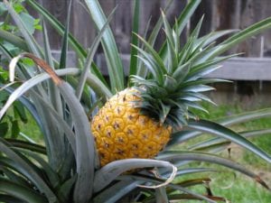 Grow you own pineapple!